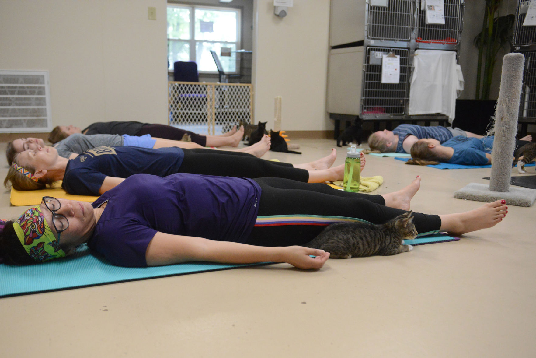 Cat Yoga at Aggieland Humane Society
